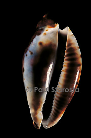 Cypraea friendii