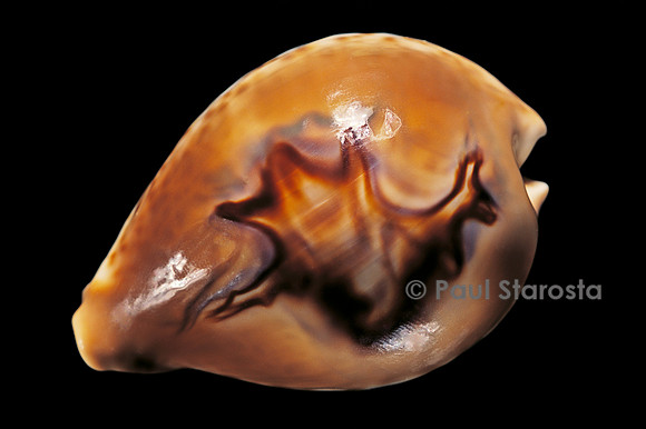 Cypraea fultoni