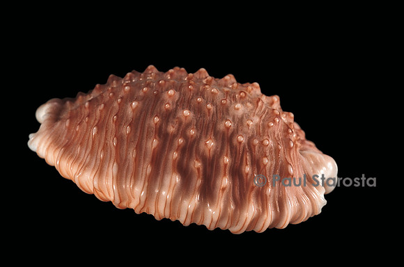 Cypraea granulata