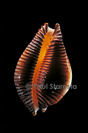 Cypraea guttata