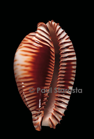 Cypraea guttata