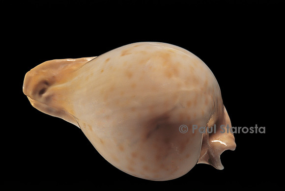 Cypraea hesitata