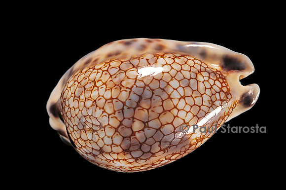 Cypraea histrio