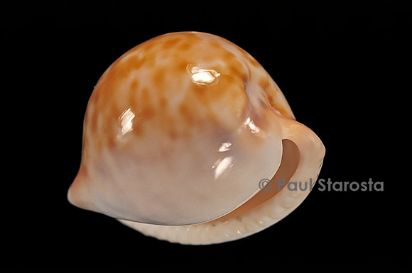 Cypraea iutsui
