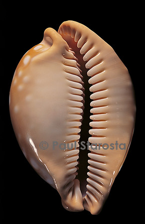 Cypraea leucodon