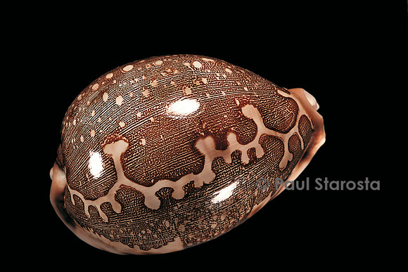Cypraea mappa