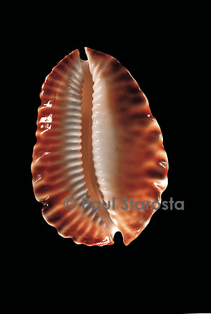 Cypraea marginata