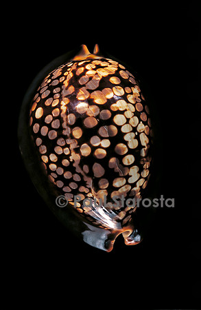 Cypraea mauritiana