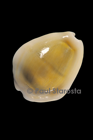Cypraea moneta