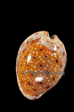 Cypraea ocellata