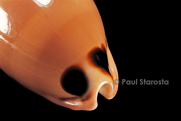 Cypraea pulchra
