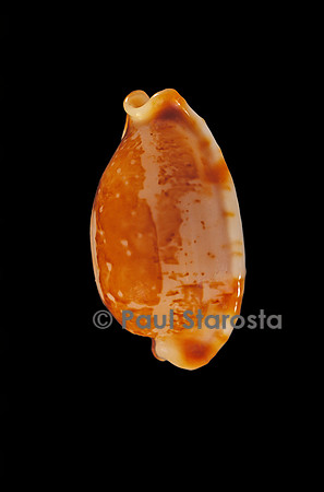 Cypraea stolida