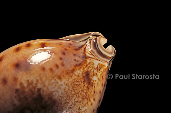 Cypraea valentia