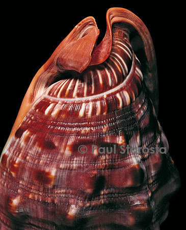 Cypraecassis rufa