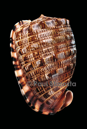 Cypraecassis tenuis