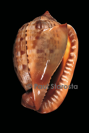 Cypraecassis testiculus