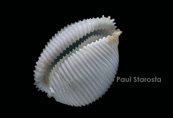 Cypraeovula cruickshanki