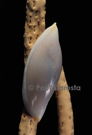 Delonovolva aequalis
