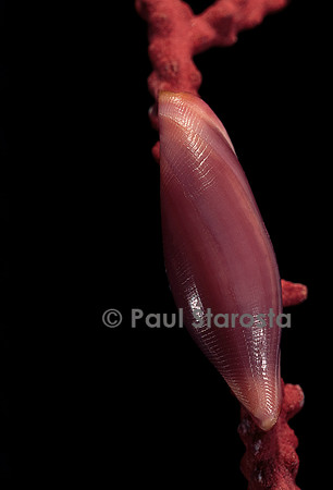 Delonovolva aequalis