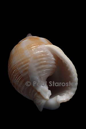 Demoulia obtusata