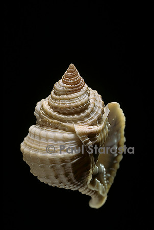 Distorsio decipiens