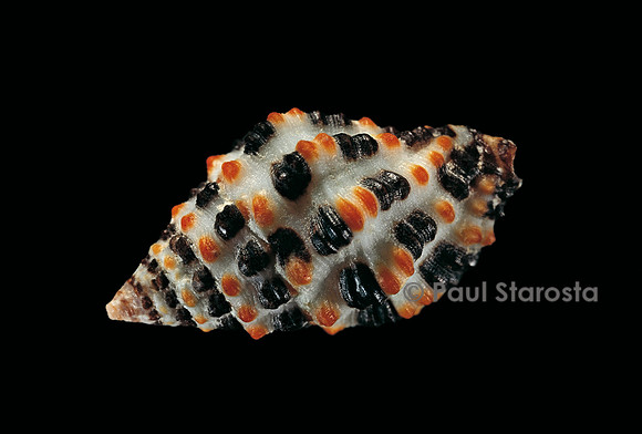 Engina alveolata