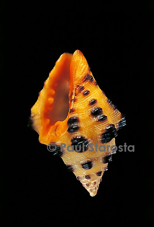 Engina tobagoensis