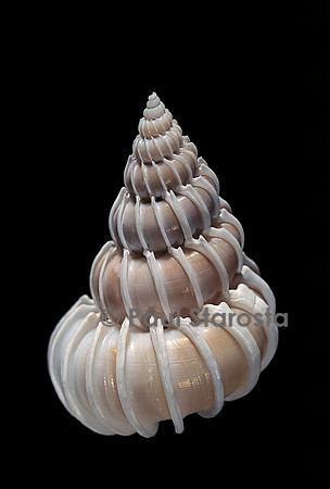 Epitonium pallasi