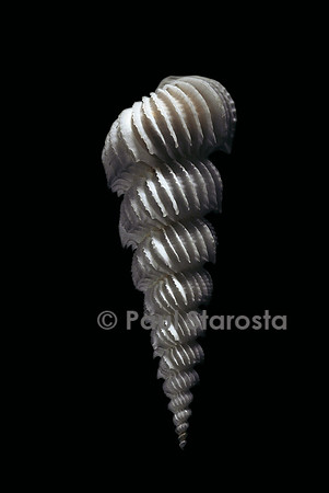 Epitonium rugosum