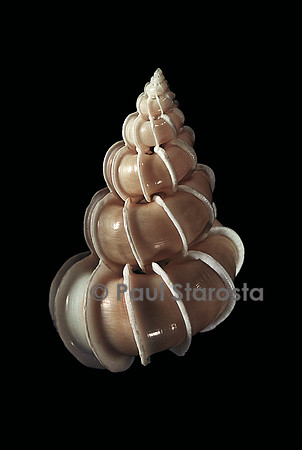 Epitonium scalare