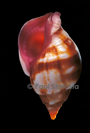 Euthria rolani