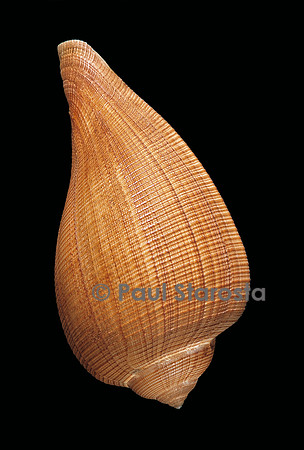 Ficus investigatoris