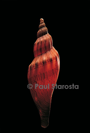 Fulgoria concinna corrugata