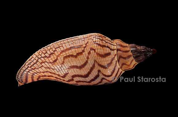 Fulgoria rupestris