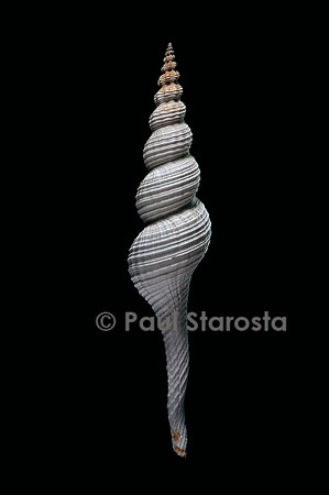 Fusinus carpati