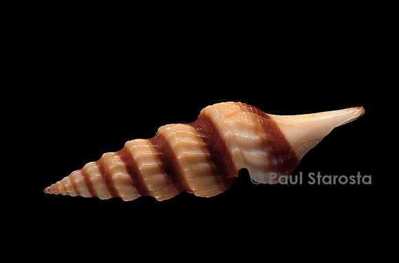 Fusiturris undatiruga