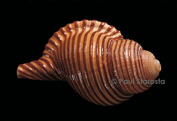 Galegna clandestina