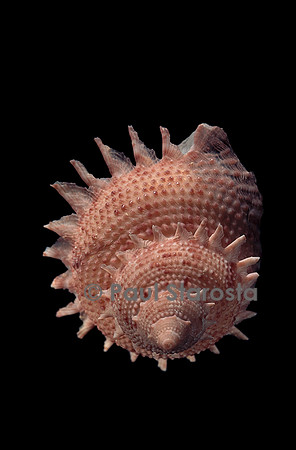 Galeoastraea millegranosa