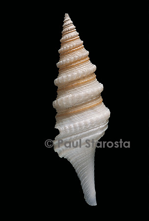 Gemmula cosmoi