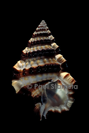 Gyrineum gyrinum