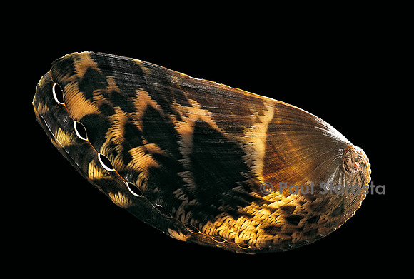 Haliotis asinina