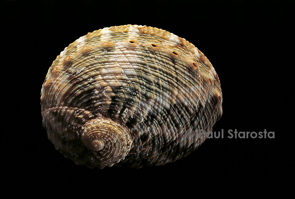 Haliotis cyclobates