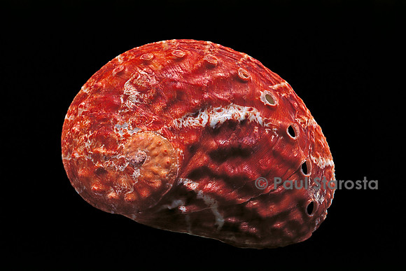 Haliotis patamakanthini