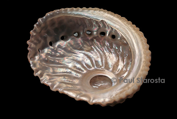 Haliotis pulcherrima