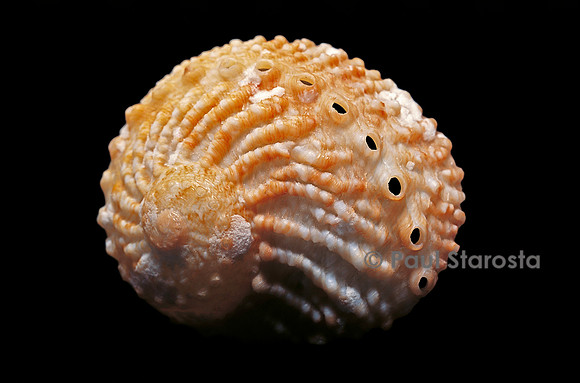 Haliotis pulcherrima