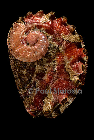 Haliotis queketti