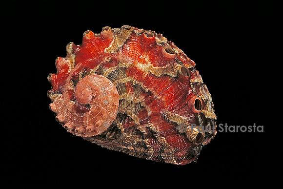 Haliotis queketti