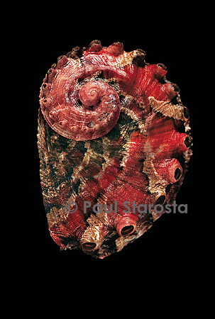 Haliotis queketti