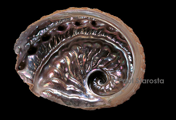 Haliotis scalaris