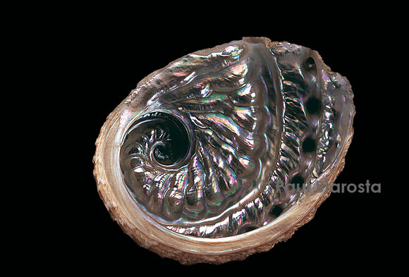 Haliotis scalaris